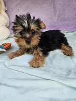 Timmy, a male Yorkshire Terrier for sale in Raleigh, NC – Photo 4 of 6