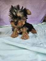 Timmy, a male Yorkshire Terrier for sale in Raleigh, NC – Photo 3 of 6