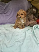 Puppy, a female Cavapoo for sale in Raleigh, NC – 3 of 5