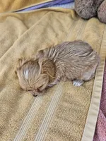 Stone, a male Maltipoo for sale in Raleigh, NC – 3 of 8