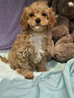 Puppy, a female Cavapoo for sale in Raleigh, NC – 4 of 5