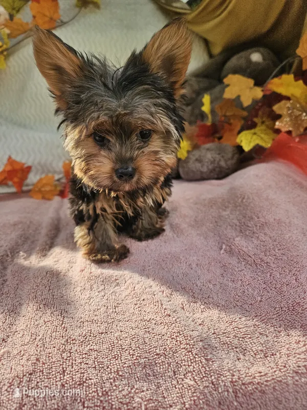 Sugar – Yorkshire Terrier puppy for sale in Raleigh, NC