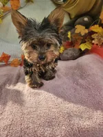Sugar, a female Yorkshire Terrier for sale in Raleigh, NC – 1 of 6