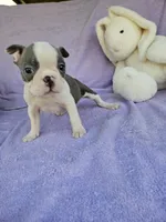 Pillow, a male Boston Terrier for sale in Raleigh, NC – Photo 1 of 6