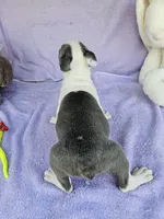 Pillow, a male Boston Terrier for sale in Raleigh, NC – Photo 3 of 6