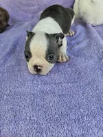 Pillow, a male Boston Terrier for sale in Raleigh, NC – Photo 6 of 6