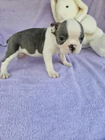 Pillow, a male Boston Terrier for sale in Raleigh, NC – Photo 4 of 6