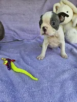 Pillow, a male Boston Terrier for sale in Raleigh, NC – Photo 5 of 6