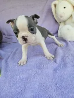 Pillow, a male Boston Terrier for sale in Raleigh, NC – Photo 2 of 6