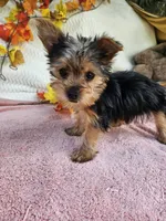 Circle, a male Yorkshire Terrier for sale in Raleigh, NC – 3 of 8