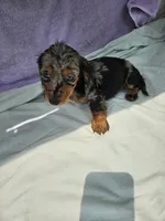 Nickel , a male Miniature Dachshund for sale in Raleigh, NC – 5 of 7