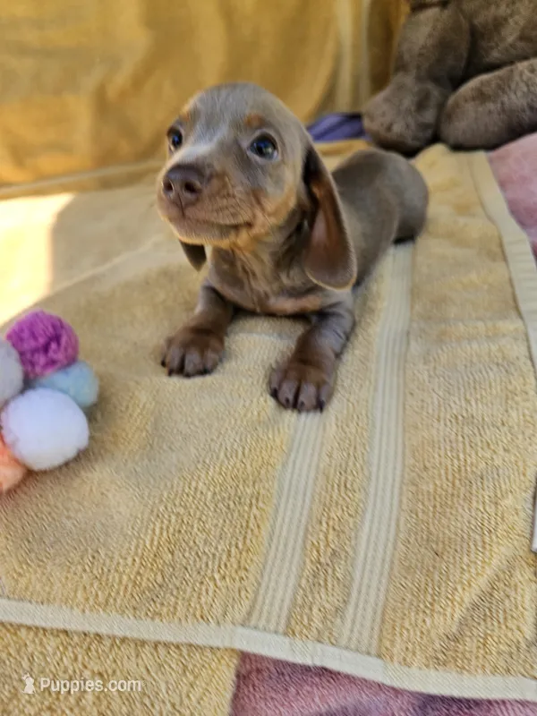 Apple – Miniature Dachshund puppy for sale in Raleigh, NC