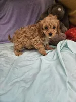 Puppy, a female Cavapoo for sale in Raleigh, NC – 2 of 5