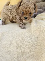 Wheeler, a male Maltipoo and Poodle - Toy  for sale in Raleigh, NC – 7 of 7