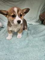 Mip , a female Pembroke Welsh Corgi for sale in Raleigh, NC – Photo 6 of 6