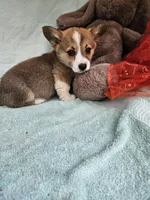 Mip , a female Pembroke Welsh Corgi for sale in Raleigh, NC – Photo 4 of 6