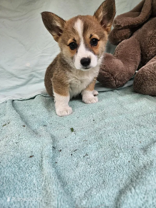 Mip  – Pembroke Welsh Corgi puppy for sale in Raleigh, NC