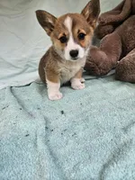 Mip , a female Pembroke Welsh Corgi for sale in Raleigh, NC – Photo 1 of 6