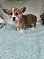 Mip , a female Pembroke Welsh Corgi for sale in Raleigh, NC – Photo 3 of 6