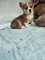 Mip , a female Pembroke Welsh Corgi for sale in Raleigh, NC – Photo 5 of 6