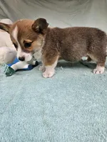 Mip , a female Pembroke Welsh Corgi for sale in Raleigh, NC – Photo 2 of 6