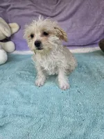 Pam, a female Morkie for sale in Raleigh, NC – 2 of 5