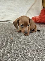 Jello , a female Miniature Dachshund for sale in Raleigh, NC – Photo 5 of 6