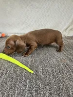 Jello , a female Miniature Dachshund for sale in Raleigh, NC – Photo 2 of 6