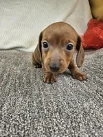 Jello , a female Miniature Dachshund for sale in Raleigh, NC – Photo 6 of 6