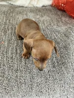 Jello , a female Miniature Dachshund for sale in Raleigh, NC – Photo 3 of 6