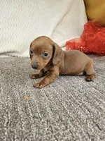 Jello , a female Miniature Dachshund for sale in Raleigh, NC – Photo 1 of 6