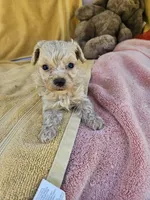 Rose, a male Maltipoo for sale in Raleigh, NC – 6 of 7