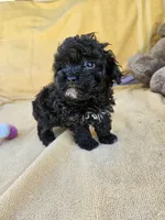 Wish, a female Maltipoo and Poodle - Toy  for sale in Raleigh, NC – 4 of 6