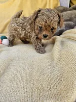 Wheeler, a male Maltipoo and Poodle - Toy  for sale in Raleigh, NC – 1 of 7