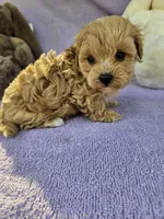 Lily , a female Maltipoo for sale in Raleigh, NC – Photo 7 of 8