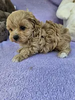 Lily , a female Maltipoo for sale in Raleigh, NC – Photo 6 of 8
