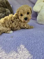 Lily , a female Maltipoo for sale in Raleigh, NC – Photo 2 of 8