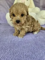 Lily , a female Maltipoo for sale in Raleigh, NC – Photo 3 of 8