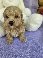 Lily , a female Maltipoo for sale in Raleigh, NC – Photo 1 of 8