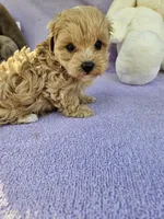 Lily , a female Maltipoo for sale in Raleigh, NC – Photo 4 of 8
