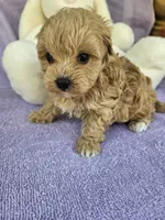Lily , a female Maltipoo for sale in Raleigh, NC – Photo 5 of 8