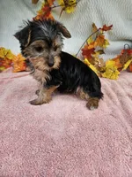 Orange, a female Yorkshire Terrier for sale in Raleigh, NC – 3 of 6