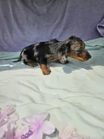 Nickel , a male Miniature Dachshund for sale in Raleigh, NC – 7 of 7
