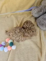James, a male Maltipoo and Poodle - Toy  for sale in Raleigh, NC – 4 of 7