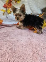 Sofia, a female Yorkshire Terrier for sale in Raleigh, NC – 4 of 7