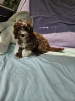 Carnation, a female Cavapoo for sale in Raleigh, NC – 4 of 5