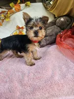 Circle, a male Yorkshire Terrier for sale in Raleigh, NC – 7 of 8