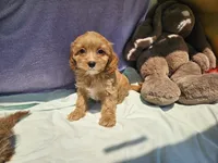 Delight , a female Cavapoo for sale in Raleigh, NC – 3 of 5