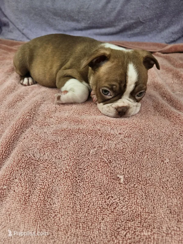 Grapes – Boston Terrier puppy on hold in Raleigh, NC