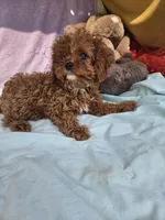 Rose, a female Cavapoo for sale in Raleigh, NC – 1 of 4